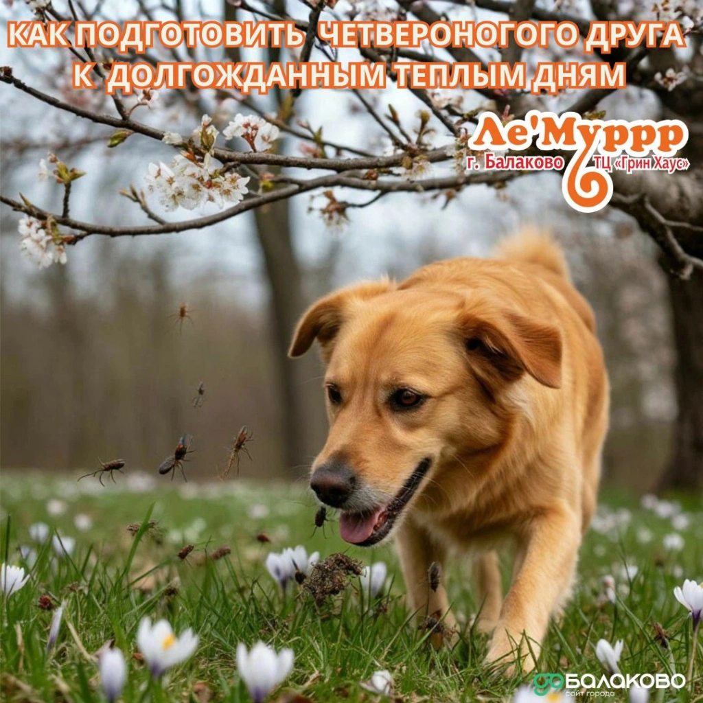 Леммур 30.jpg