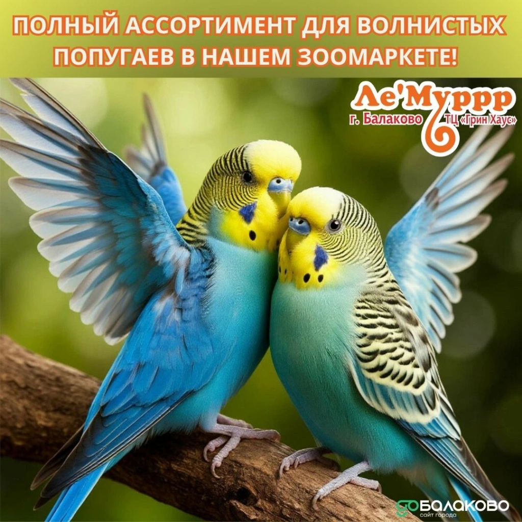 Леммур 2.jpg